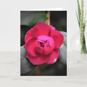Rosa vermelha, cartão