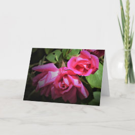 Rosa vermelha, cartão