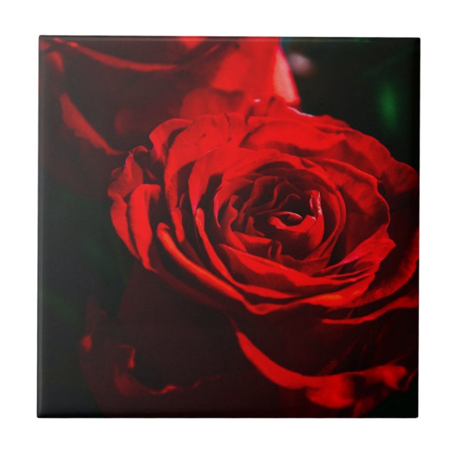 Rosa Vermelha Close Up (Frente)