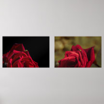 Rosa vermelha com conjunto de impressão de joaninh