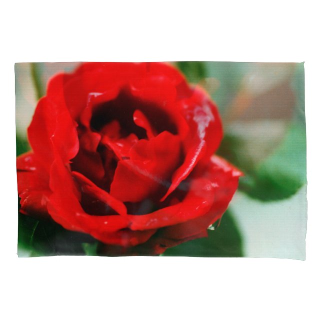Rosa vermelha com gotas de mastigação (Frente)