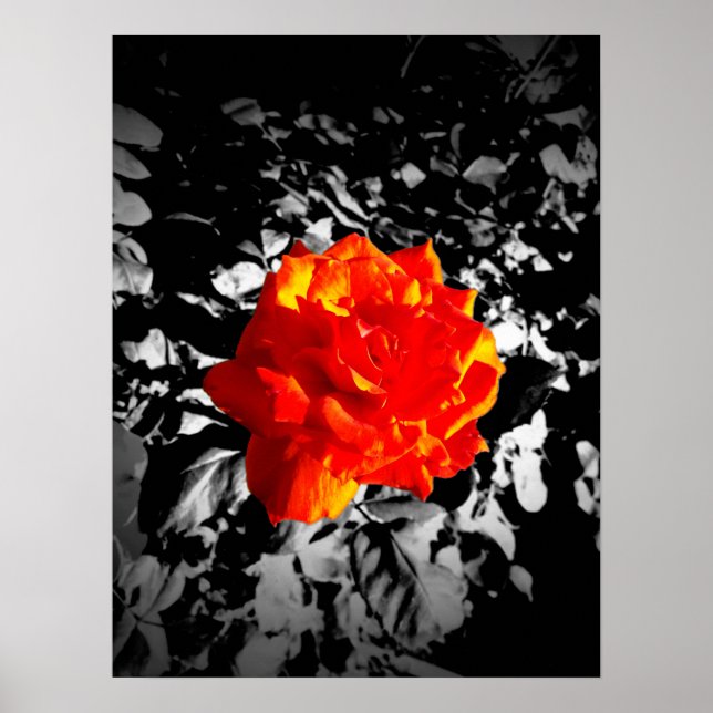 Rosa vermelha de 16" x 12", Poster de valor (Matte (Frente)