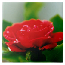 Rosa vermelha de manhã coberta com gotas de orvalh