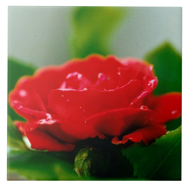 Rosa vermelha de manhã coberta com gotas de orvalh (Frente)