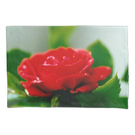 Rosa vermelha de manhã coberta com gotas de orvalh