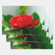 Rosa vermelha de paixão coberta com gotas de orval