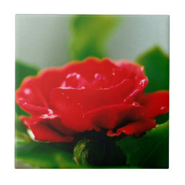 Rosa vermelha de paixão coberta com gotas de orval