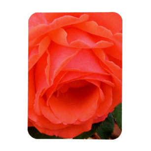 Rosa Vermelha de Verão - Ímã