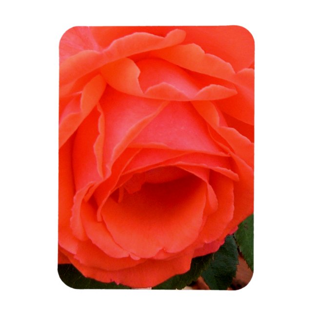 Rosa Vermelha de Verão - Ímã (Vertical)