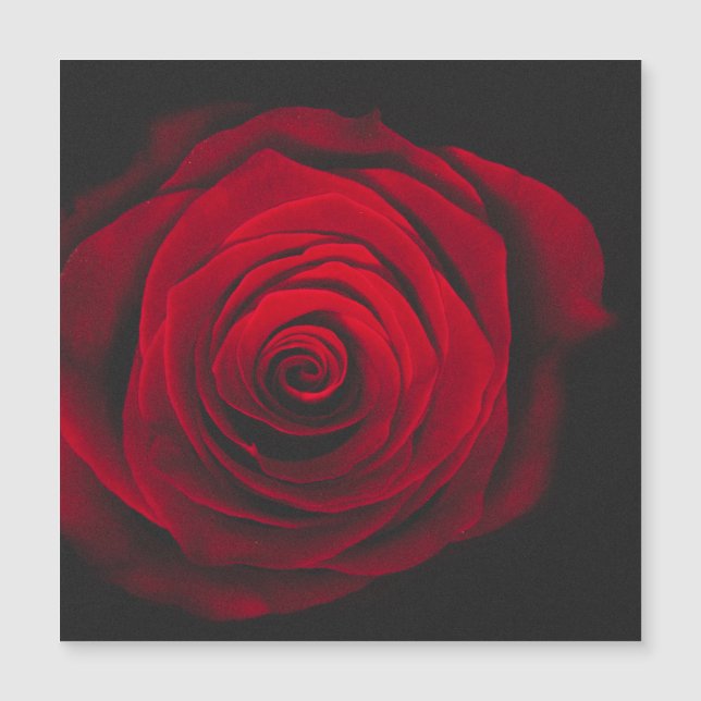Rosa vermelha em efeito vintage de fundo preto (Frente)