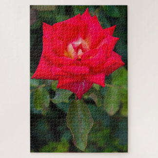 Rosa vermelha Foto Jigsee Quebra-cabeça