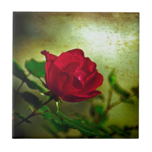 Rosa vermelha Gótica do Jardim Místico