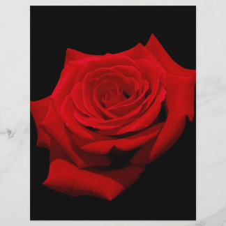 Rosa vermelha no fundo preto