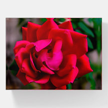 Rosa vermelha No Texas