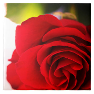 Rosa vermelha Petais Flor Floral