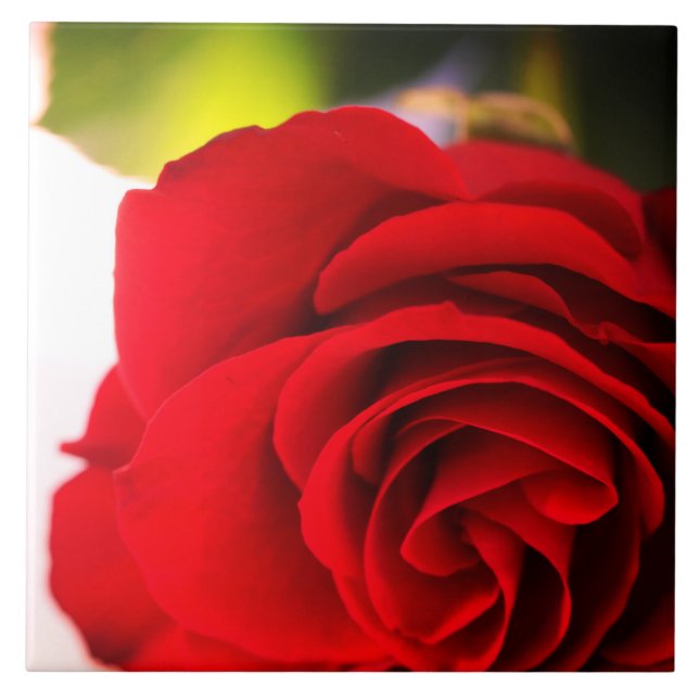 Rosa vermelha Petais Flor Floral (Frente)