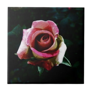 Rosa vermelha pintada a óleo