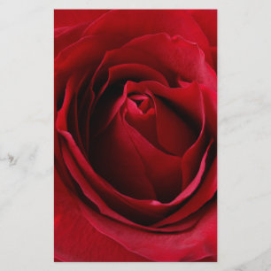 rosa vermelha profunda