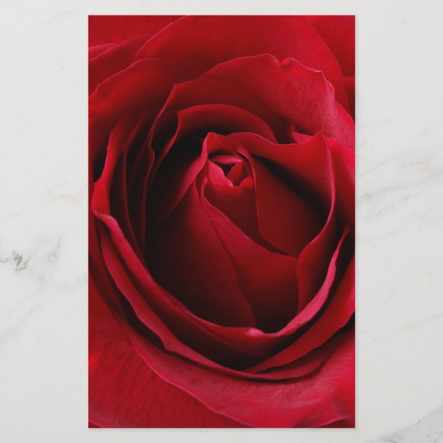 rosa vermelha profunda (Frente)