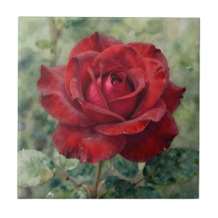Rosa Vermelha Profunda Romântica em Flor