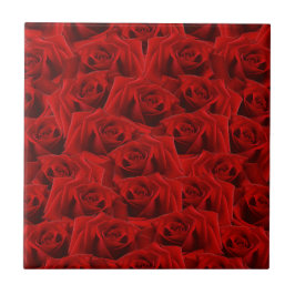 Rosa vermelha romântica