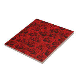 Rosa vermelha romântica