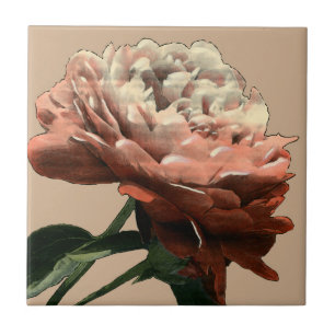 Rosa vermelha Ruby com Destaques Brancos