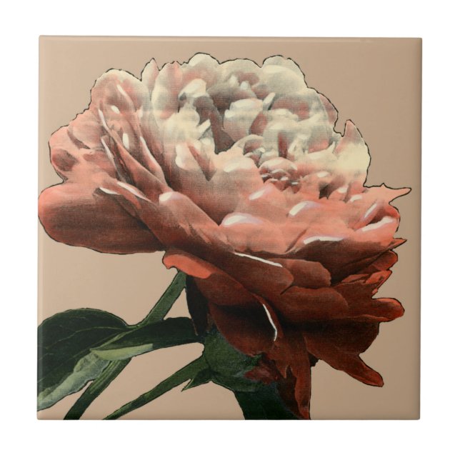 Rosa vermelha Ruby com Destaques Brancos (Frente)