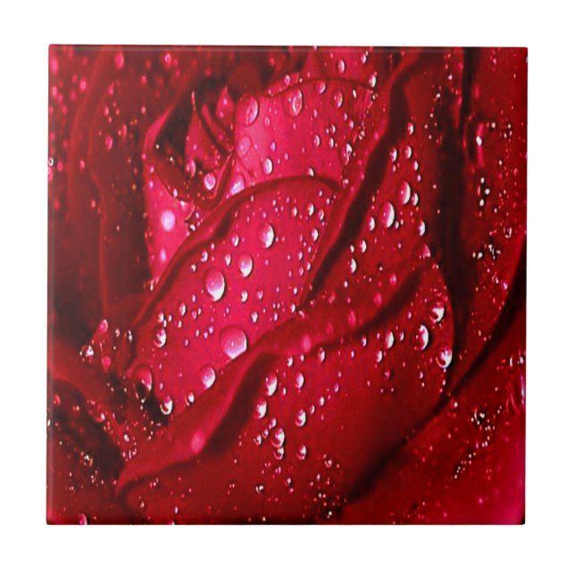 Rosa Vermelha Única na Chuva (Frente)