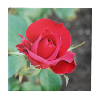 Rosa Vermelho