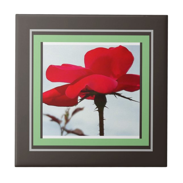 rosa vermelho (Frente)