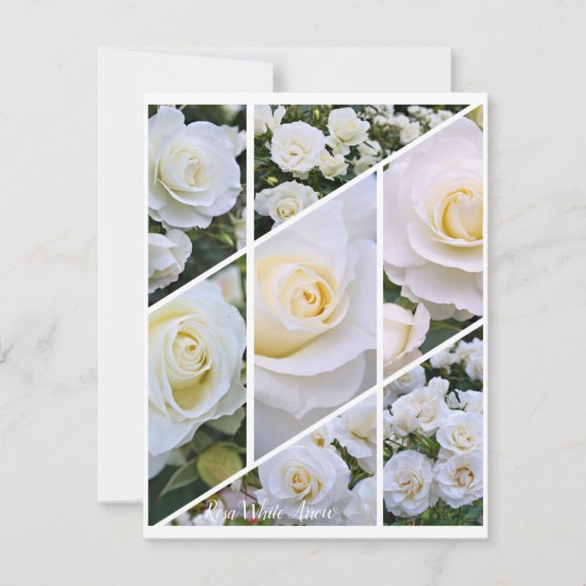 Rosa White Arrow (Frente)