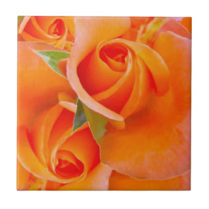 Rosas alaranjados pelo cozinheiro de Alexandra