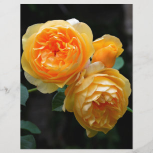 Rosas Amarelos