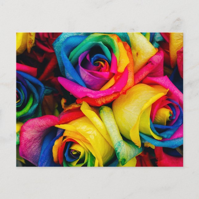 Rosas Arco-íris Flores de rosa paz romântica alegr (Frente)