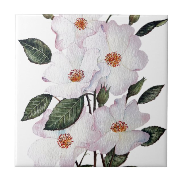 Rosas 'Ballerina' Arte Floral (Frente)