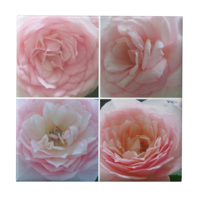 Rosas bonito (Frente)