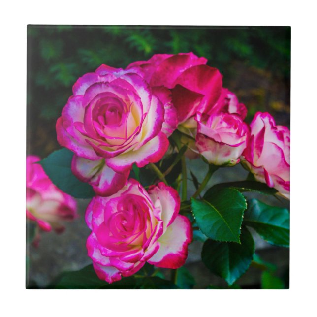 Rosas brancas e vermelhos brilhantes (Frente)