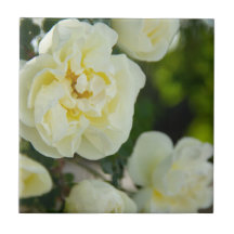 Rosas brancas fofas para positivo  