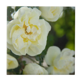 Rosas brancas fofas para positivo