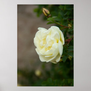 Rosas brancas grandes para poster positivo