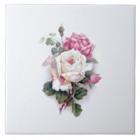 Rosas brancas/rosa velhas e moídas - Fundo branco