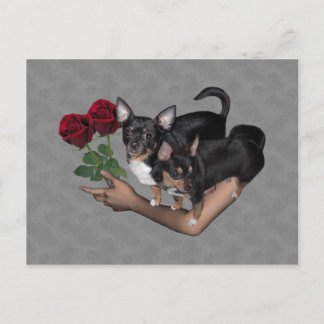 Rosas Chihuahua - Cartão postal