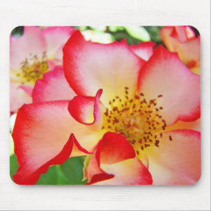 Rosas Coloridas Brilhantes Flores mousepads nature