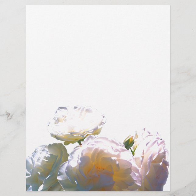 Rosas cor-de-rosa branca, amarela, laranja, âmbar  (Frente)