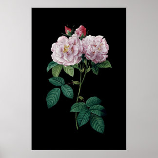 Rosas cor-de-rosa de poster de fundo preto de Redo