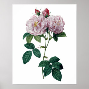 Rosas cor-de-rosa pelo impressão superior da