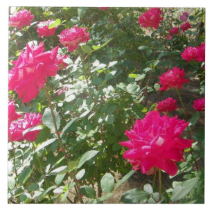 Rosas da Fúchsia em todo lugar