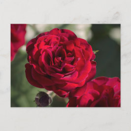 Rosas de Cartão Postal - Radiância de Veludo