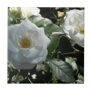 Rosas de Chá Brancas